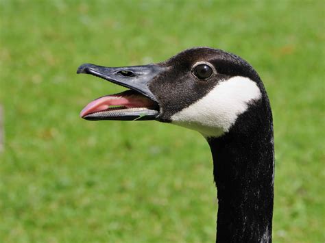 Image Libre Oiseaux Aquatiques La Faune Oie Noir Bec Nature