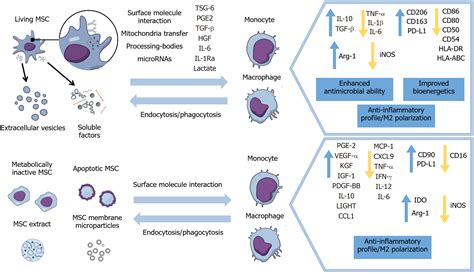 Effects Of Living And Metabolically Inactive Mesenchymal Stromal Cells