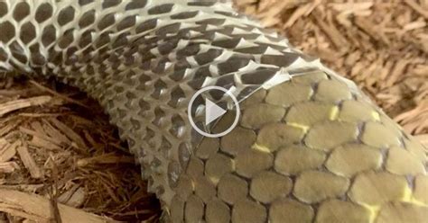 tag snakes twistedsifter