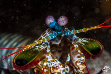 The Eyes of a Mantis Shrimp - Seaunseen