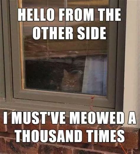 33 Funny Cat Memes That Never Fail To Make Us LOL I Can Has