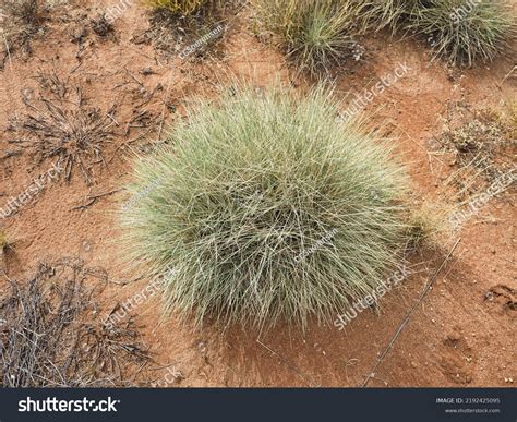 spinifex grass australian outback stock photo  shutterstock