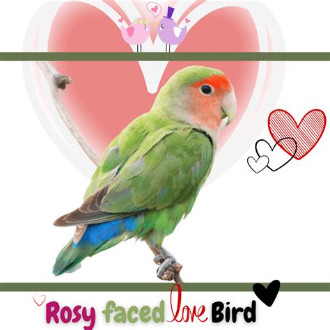 Rosy faced lovebird - Habitat Behavior Reproduction Health and food