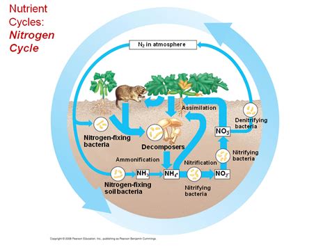 The Phosphorus Cycle