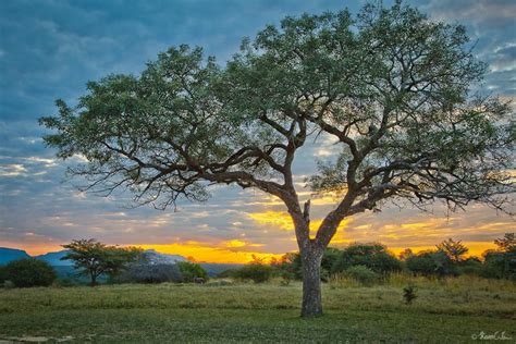 Top 10: Iconic African trees | natural-world | Earth Touch News