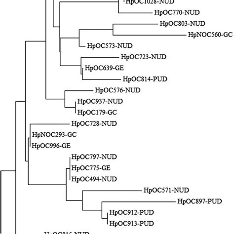 partial amino acid sequence alignment  cagl    pylori clinical