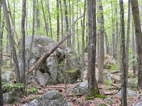 Manchester Cedar Swamp: rhododendron heaven | Granite State Walker