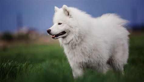 Big White Fluffy Dog Breeds: A Guide