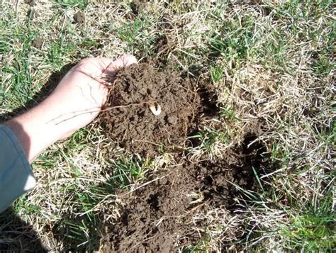 Someone Is Holding Their Hand Out In The Grass With Dirt And Grass