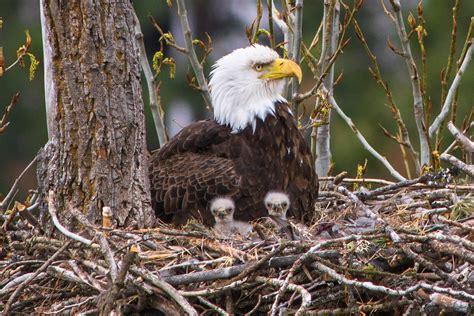 Bald Eagle Twins | Turner Bay, Lake Coeur d'Alene, Idaho | Craig