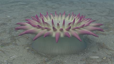 3d Aggregating Anemone Model Turbosquid 1456616