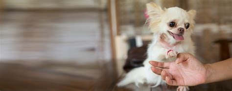 how to clean a bite wound on a dog