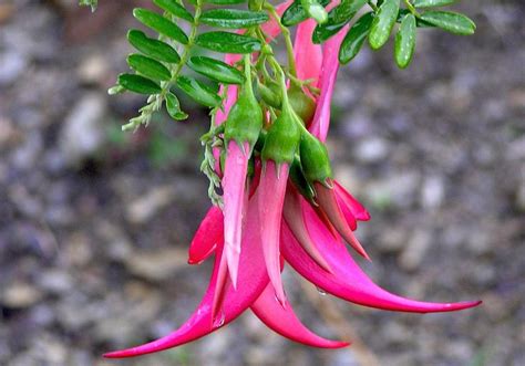 Clianthus puniceus (G.Don) Lindl. 1835 (LEGUMINOSAE) | Flowers, Outdoor, Plants