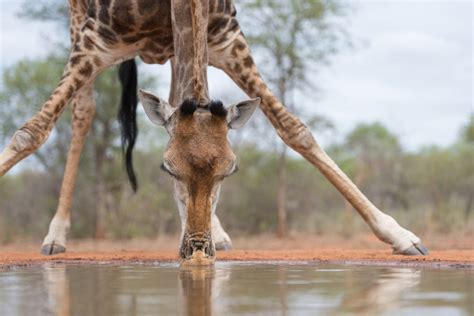 Curiosidades Sobre A Girafa - Girafa: características, reprodução, curiosidades - Brasil Escola
