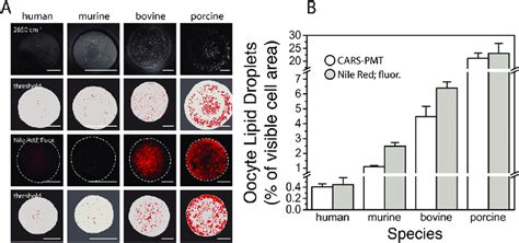 Lipid Droplet Quantification Across Mammalian Oocyte Species A