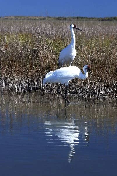 Whooping Cranes On wintering grounds at Aransas National