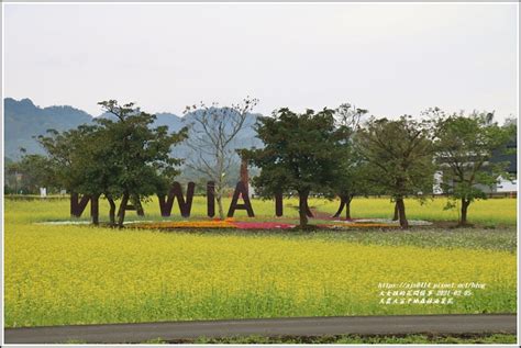 花蓮光復｜大農大富平地森林油菜花海！鮮黃、奪目、數大、壯麗，漫遊花間，如入風景裡 輕旅行