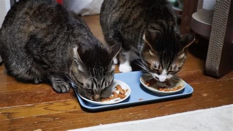 ひと他猫のおやつ残量を気にしながら爆速で食べる兄猫＆何があってもマイペースな弟猫 【リキちゃんねる 猫動画】 キジトラ 猫のいる暮らし│ねこだらけ