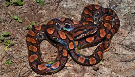 Cobra Jiboia Arco Iris - Jiboia Arco-íris: Características e Curiosidades – COBRAS