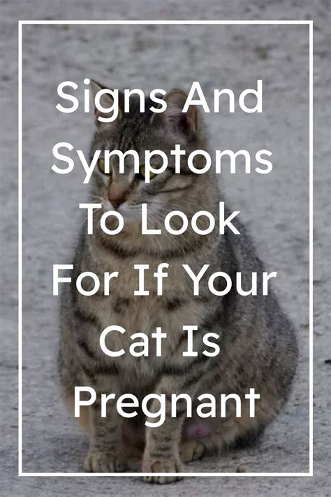 Signs And Symptoms To Look For If Your Cat Is Pregnant | Pregnant cat ...