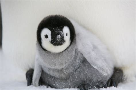 Emperor Penguin Chick Hatching