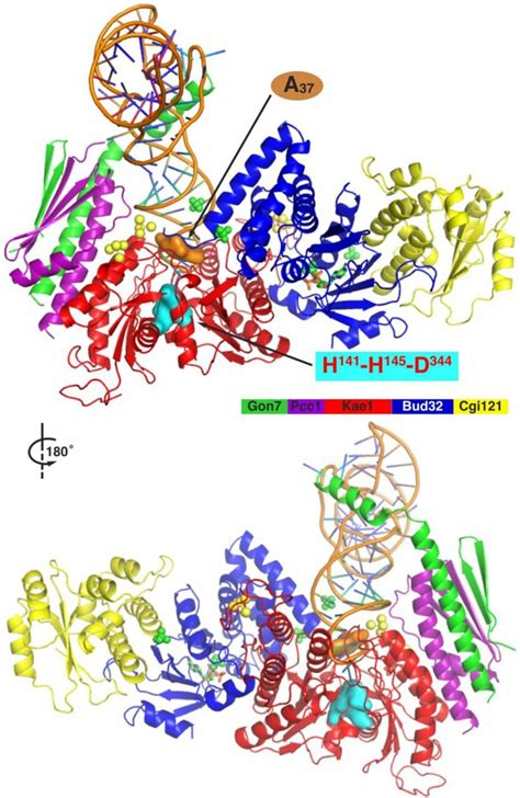 Docking Model For KEOPStRNA Complex By PatchDock The A37 Of TRNA And