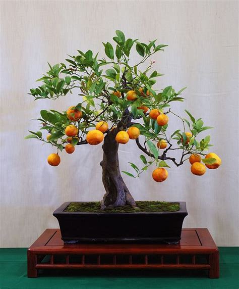 Calamondin Orange Bonsai The California Bonsai Society will present its ...