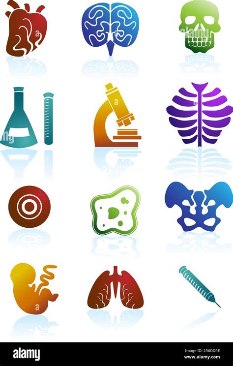 Set Of 12 Biology Icons Stock Vector Image And Art Alamy