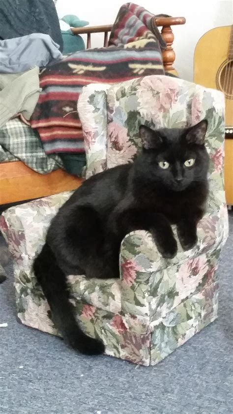 Literally Just A Bunch Of Photos Of Cats Sitting In Tiny Chairs