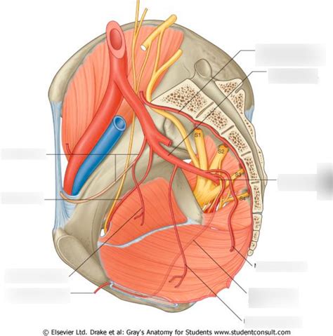 Internal Iliac Branches Diagram Quizlet