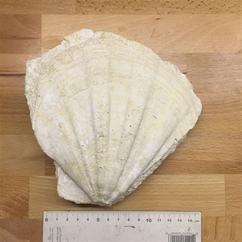 Big Scallop From France Fossil ID The Fossil Forum