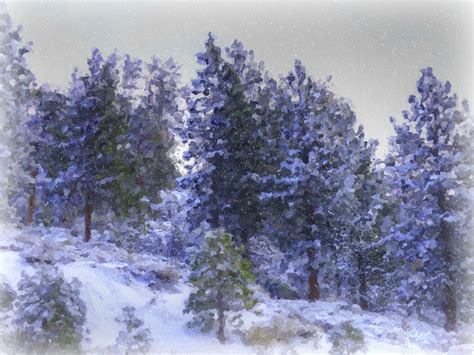 snowy pine forest  stock photo public domain pictures
