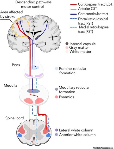 Poststroke Arm And Hand Paresis Should We Target The Cervical Spinal Cord Trends In Neurosciences