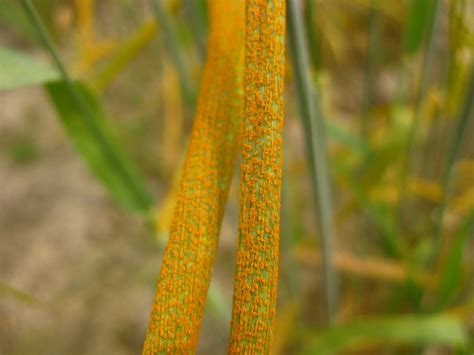 Stripe Rust On Wheat Image Eurekalert Science News Releases