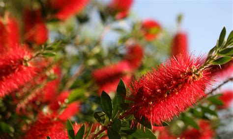 9 Australian Native Plants And Trees To Attract Wildlife And Bees To Your Apartment Balcony Or