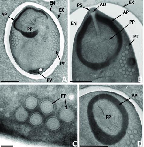 Nosema Podocotyloidis N Sp A Mature Spore With Coils Of Polar