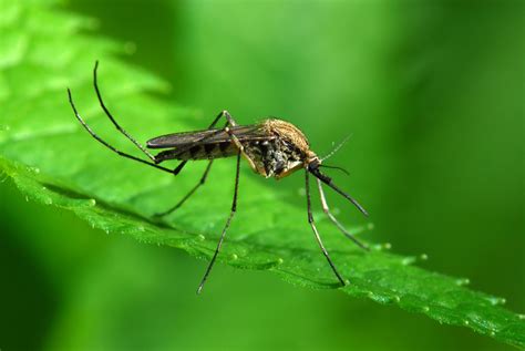 The Science Behind Jurassic Park Controlling Mosquito Populations Hometeam Pest Defense