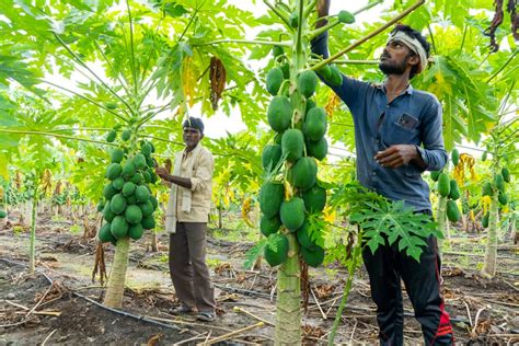 Optimizing Papaya Orchard Management A Month By Month Operations Guide