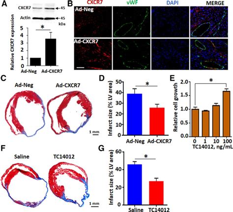 Loss Of Endothelial CXCR7 Impairs Vascular Homeostasis And Cardiac