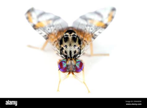 ceratitis capitata pupa  res stock photography  images alamy