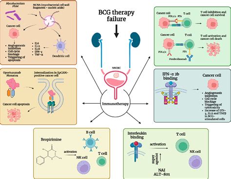 Figure From Bcg Unresponsive Non Muscle Invasive Bladder Cancer