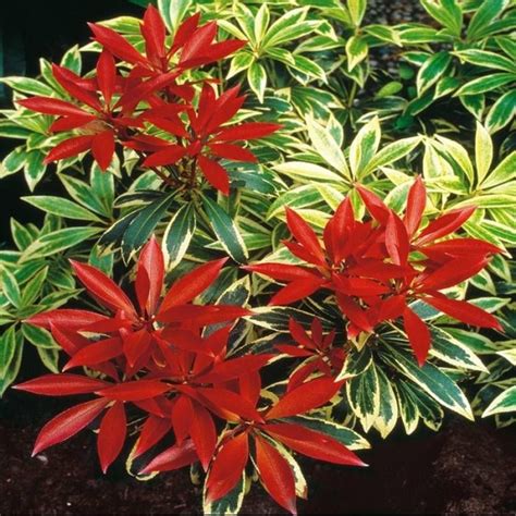 Growing The Flaming Silver Pieris Japonica Pieris Japonica Perennial