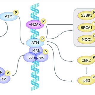 Role Of Atm In Ebv Life Cycle Regulation A The Central Role Of Atm