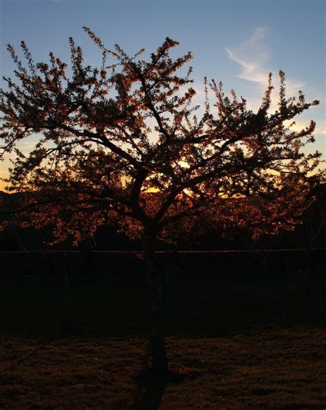 Banco De Imagens Rvore Natureza Ramo Plantar C U Por Do Sol