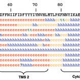 Consensus Secondary Structure Predictions For The Msa Protein Three