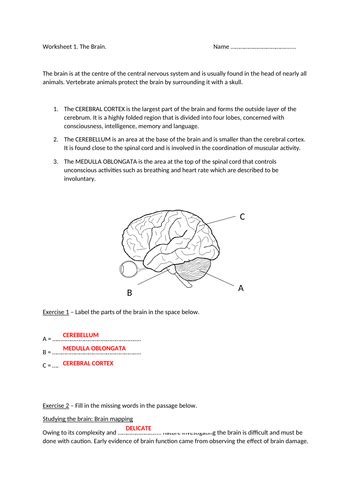 Gcse Grade 1 9 Biology Revision Worksheets The Brain The Eye Teaching Resources