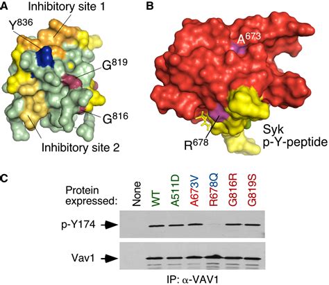 Cancer‐associated Mutations In Vav1 Trigger Variegated Signaling