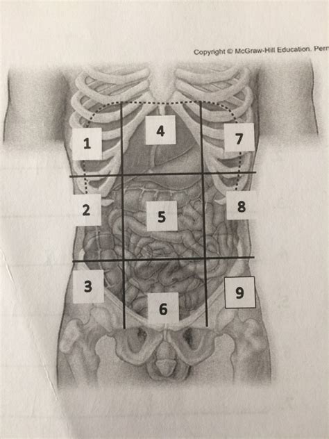 Abdominal Regions Diagram Quizlet