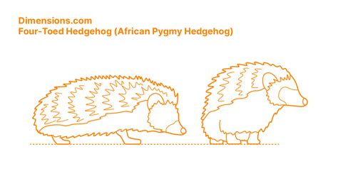 Four-Toed Hedgehog | African Pygmy Hedgehog Dimensions & Drawings | Dimensions.com