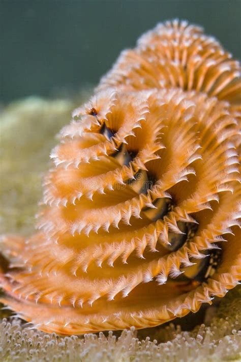 Spirobranchus Giganteus Christmas Tree Worms Stock Photo Image Of